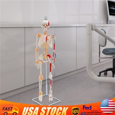 34'' Half Life Size Human Skeleton Model For Doctors' Office or Anatomy Classroom