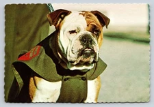 Mascot of the Fighting Leathernecks Bulldog Postcard Parris Island USMC