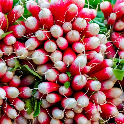 1 Lb French Breakfast Radish Seeds - Everwilde Farms Mylar Seed Packet - Picture 2 of 2