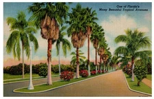 Vintage Florida Tropical Avenues Palm Trees Linen Postcard C.T. Art-Colortone