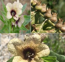 Black Henbane seeds  | Khurasani Ajwain | Hyoscyamus Niger | Magical