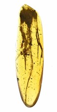 Medio lagarto raro - cola y dos patas traseras, inclusión fósil en ámbar birmano
