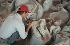 Ashfall Fossil Beds State Historical Park Nebraska Rhinoceros 4x6 Postcard