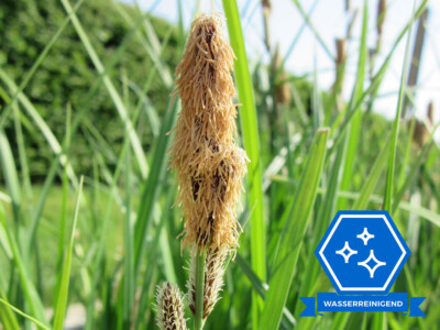 Filter-Segge - Carex gracillis / acuta Teichpflanze Wasserpflanze Sumpfpflanze
