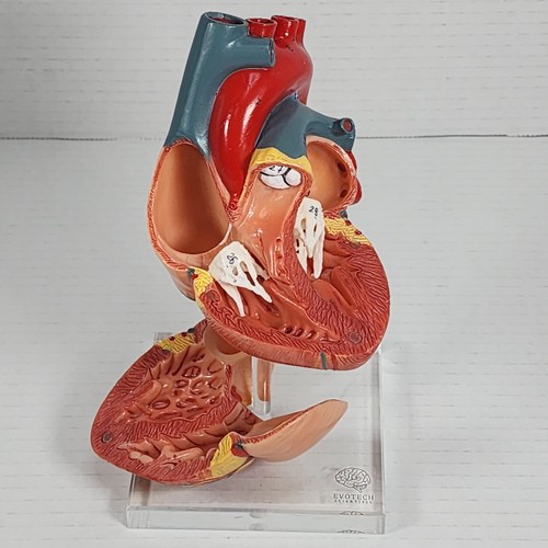 Human Heart Model For Anatomy, Evotech Scientific 2 Part Heart - Picture 3 of 9