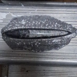 Orthoceras Fossil Specimen in Matrix