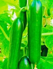 Fresh Harvest Tendergreen Burpless Cucumber Seeds NonGMO Heirloom Variety
