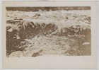 Vintage 1930s Alaska Native Wildlife Beautiful Blue Fox Photo Lot (4pcs) — photo 5
