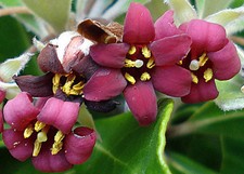 Pittosporum crassifolium  Karo  Stiffleaf Cheesewood  10 Seeds