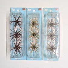 Old Koike, Set of 3, Green Pumpkin, Watermelon Seed, Dark Shrimp