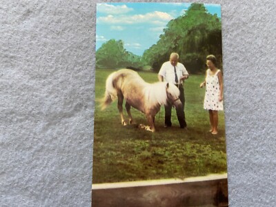 Cloudy the Horse, kneeling for Mr. and Mrs. Ed Vintage Postcard