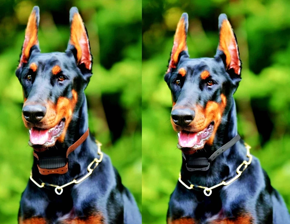 Aetertek 1000M Remote Dog Trainer Waterproof Shock Hunting Collar Auto Anti bark - Image 3 of 4