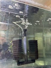 30 gallon Seeded dual Sponge Filter 4+week cycle Ramshorn Snails Plus Java Moss