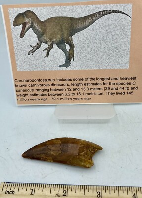 Tyrannosaurus T REX 2 1/2  African Carcharodontosaurus REAL F0SSIL R19