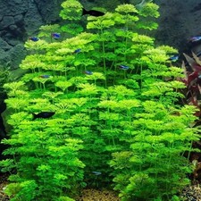 Limnophila sessiliflora - pianta da acquario a crescita rapida - sana