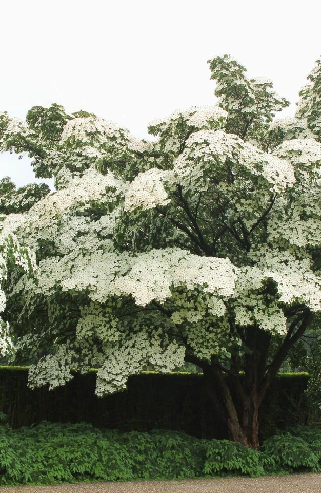 Цветущее белое кизиловое дерево (Cornus kousa) высотой 2-3 фута с голыми корнями - Изображение 3 из 4