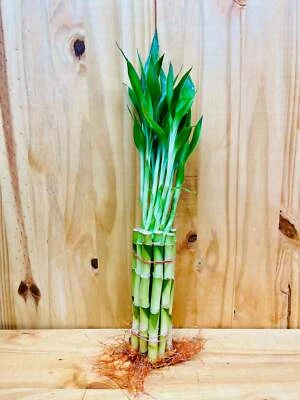 HOUSEPLANTS NEW YORK LLC Live Lucky Bamboo Plants 8” Straight Stems