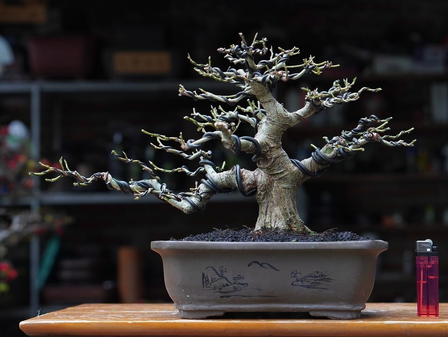 Actual plant Bonsai ficus ampelas - ficus soronensis bonsai tree