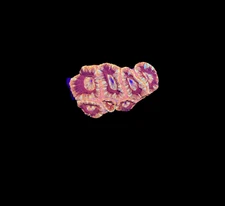 WYSIWYG Red and Pink Asian Acan Lord Live Coral Frag SPS LPS Reef Aquarium