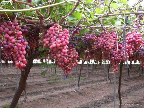 Grape Vine - Crimson Seedless Grapes - Rooted 3 Pieces Grapes Plants - Picture 7 of 7