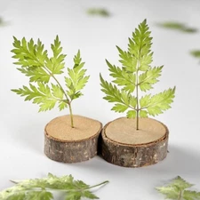 12PCS Real Pressed Dry leaf with stem, floral supply for art, candle FSS36