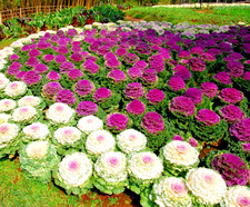 200x Ornamental Cabbage Seeds – Colourful Flowering Foliage Mix For Gardens