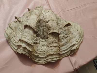 Large Clam Shell Half 10.5 X 7 X 3.5
