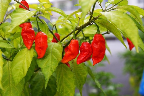 BHUT JOLOKIA * PIMIENTA FANTASMA A GRANEL 100 MÁS CALIENTE DEL MUNDO * 1 MILLÓN DE UNIDADES SCOVILLE - Imagen 3 de 5