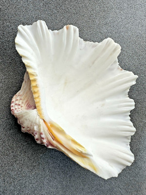 Natural Ocean Clam Shell Real Tridacna Gigas Sea Beach Decor Jewelry Soap Dish