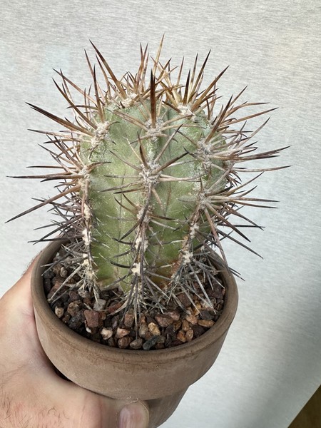 Copiapoa Solaris. Crecida desde semilla. Muy Vieja. Very Very Rare. Especial