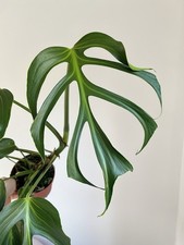 Monstera 'Burle Marx Flame- 15cm Diameter Rare Plant