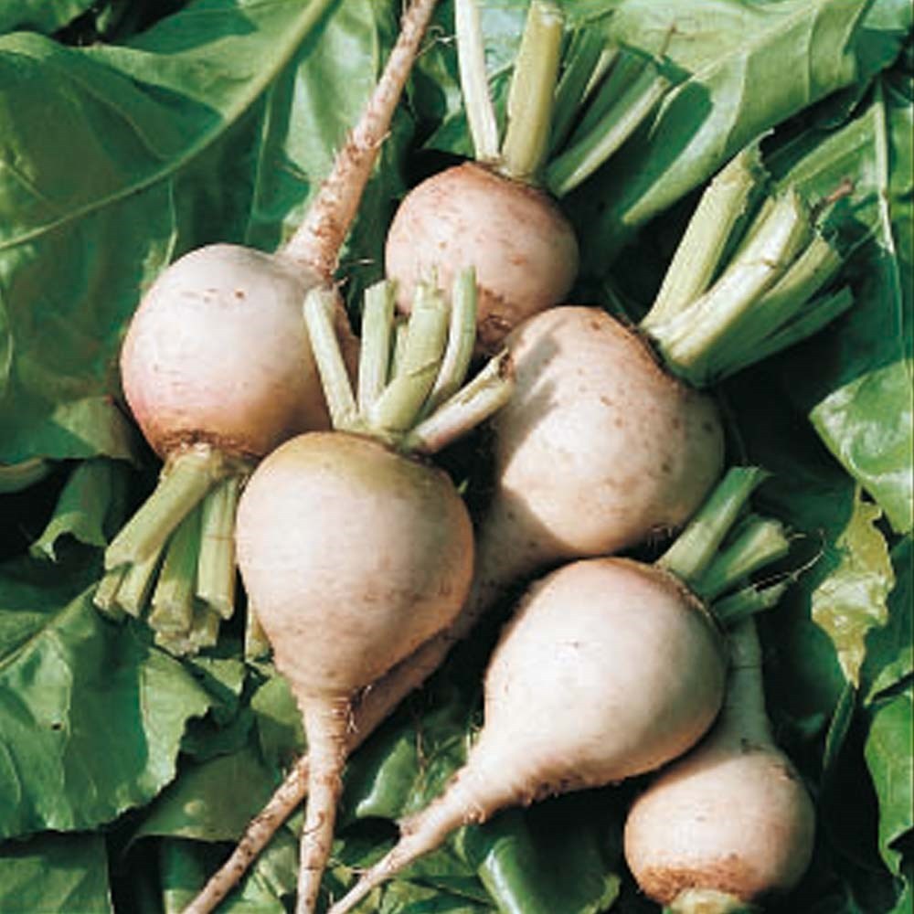 BEETROOT ALBINO WHITE  250 FINEST SEEDS