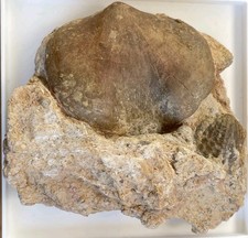 Schizophoria schnuri cf. schnuri, Brachiopode, Mittl. Devon, S&ouml;tenich, Eifel