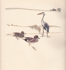 1937 BIRD PRINT ~ HERON & WIGEON WITH ECLIPSE PLUMMAGE
