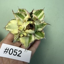 Rare Cacti Plant Agave titanota Caesar Variegated WYSIWYG Boutique Garden Sale