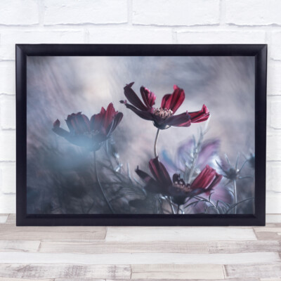 Kosmos Blumen Floral Makro Botanisches Bokeh Garten Rot Rosa Wandbild Kunstdruck