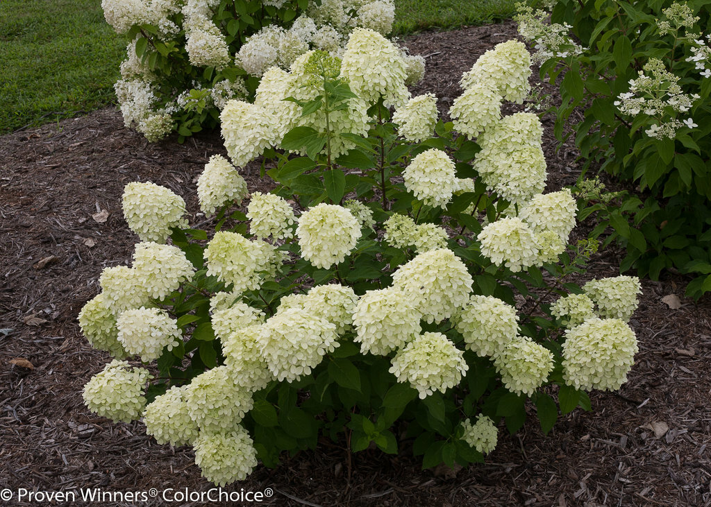 LITTLE LIME Panicle Hydrangea PP#22330 | eBay