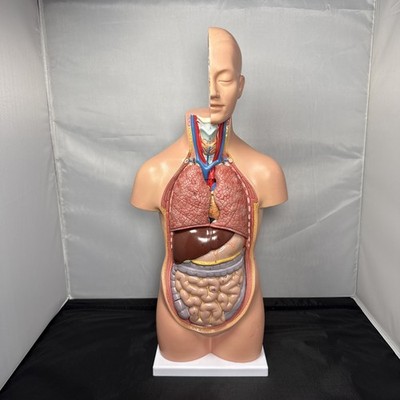 Scientific Anatomy Mini Human Torso 19  Removable Pcs