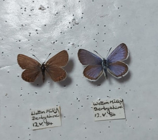 Taxidermy British Butterflies Silver Studded Blue Derbyshire Entomology/Framing