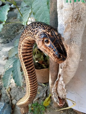 Cobra snake design wooden walking stick carved for men women walking cane V30