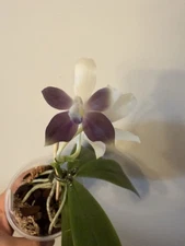 Phalaenopsis Tetraspis”Blue” 1 Spike