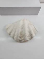Half Clam Shell Natural Sea Shell Half Large aprox 9.25" by 6.5"