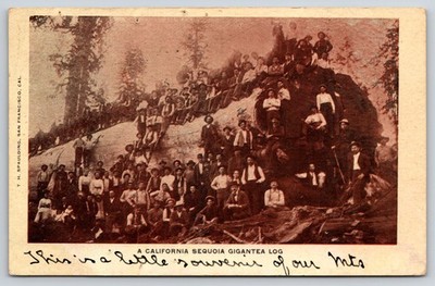 Globe California DPO Cancel~Sequoia Gigantea Log~Crowd on Tree~1905 CH Williams