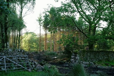 Foto 12x8 Bankend Wood Eskdale grüne Fällung von Lärche und Kiefer ist gut un c2017