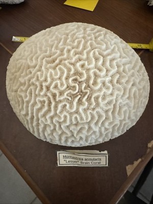 Montastrea Annularis  Lesser  Brain Coral Vintage REAL, RARE, GENUINE Sea Coral