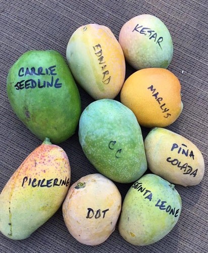 SEIN TA LONE Grafted Rare MANGO Tree 3Gal Pot Ready To Fruit Ship UPS Overnight