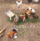12 Bantam Assorted D'uccle & Easter Egger "Fun Pen" Hatching Eggs — photo 4