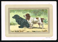 Cocker Spaniel – Antique Dog Breed Print c1900 | Vintage English Hound