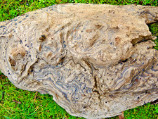 Natural Driftwood Reptile Terrarium Decor Swirlwood 18"
