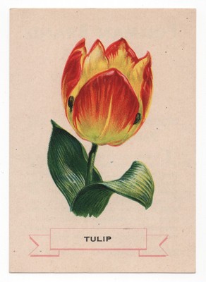 1920s Tulip Flower Trading Card Weber Bread D35? Like Cigarette Silk S49